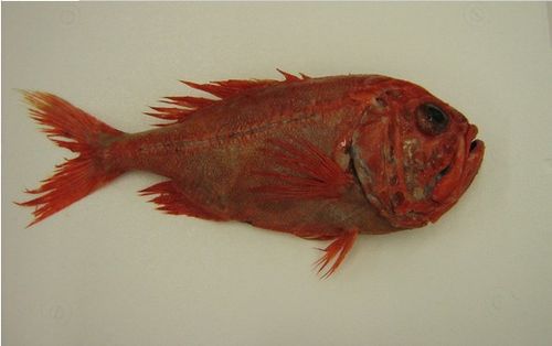 长寿鱼有鱼鳞吗