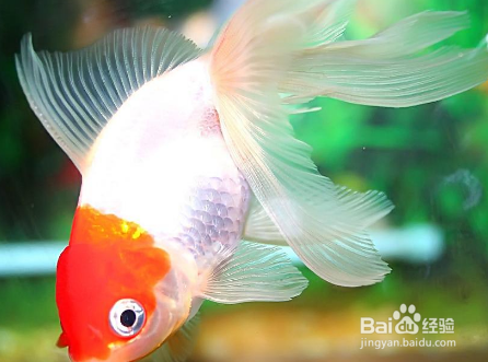 金鱼摔伤了怎么办