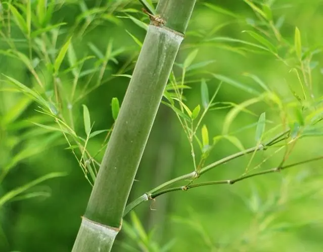 竹沥是个什么东西