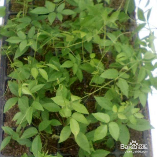三叶青的养殖方法和注意事项