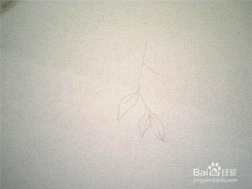 简笔画橄榄枝