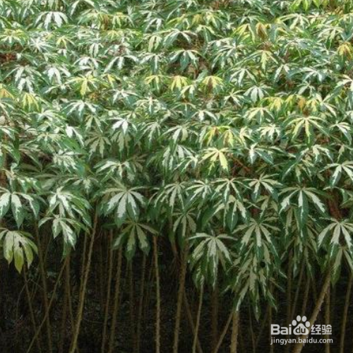 花叶木薯的养殖方法和病虫害预防