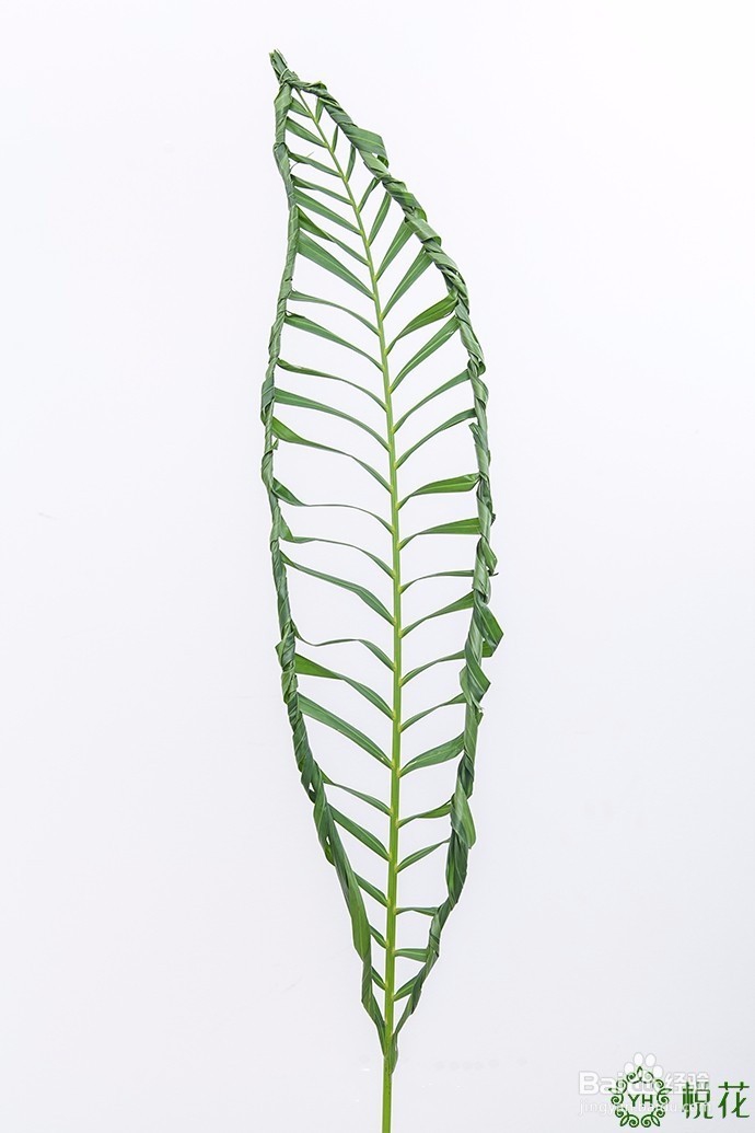 插花入门，散尾葵的5种创意修剪方式