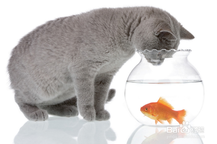 关于养猫的法则，你到底又知道多少呢？