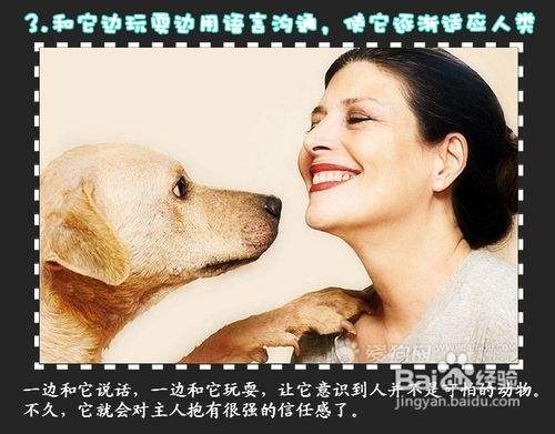 三个技巧 培养狗狗诚实性格 百度经验