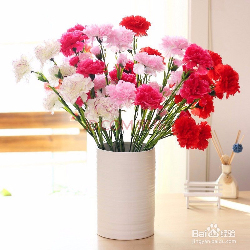 康乃馨的养殖方法注意事项