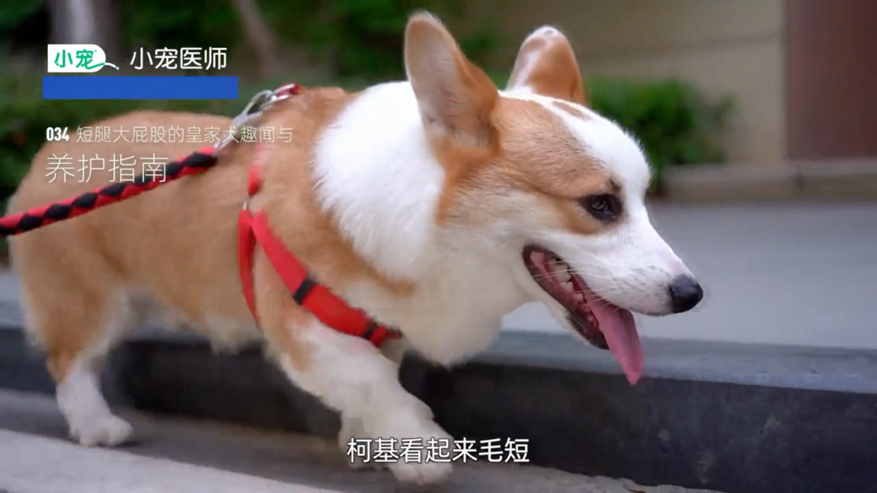 柯基趣闻与养护指南是什么