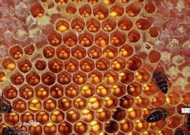 怎样分辨不同的蜂蜜？