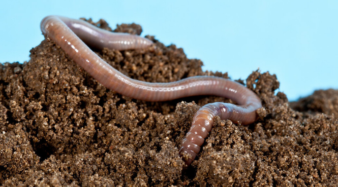 什么样的饲料厂用蚯蚓