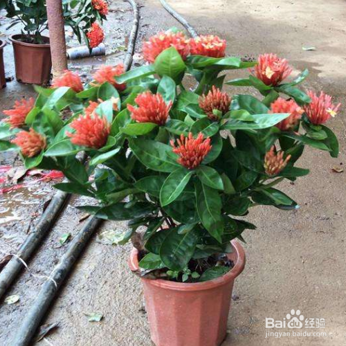 仙丹花不开花应该怎么办？