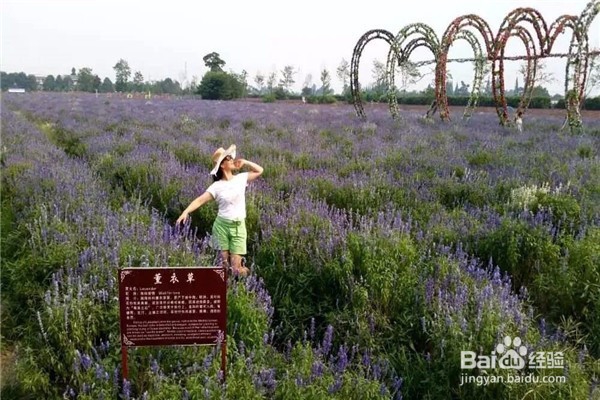 成都周边薰衣草花海攻略—随地给你拍大片的机会