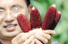 草莓玉米怎么种植呢