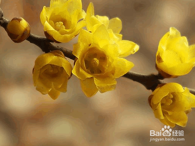 腊梅种子的种植及注意事项