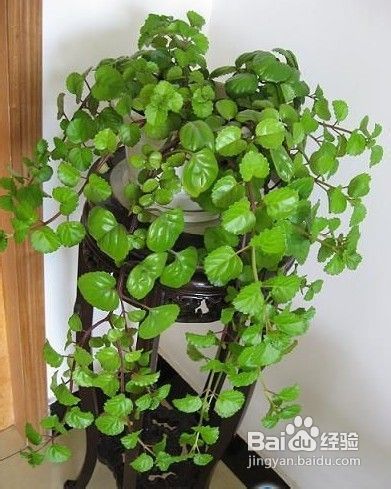 装修后如何除甲醛,装修除甲醛最好方法