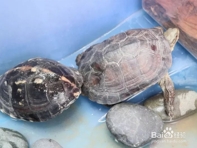 安布龟怎么养