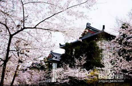 2017年赏樱花公略 哪里可以看樱花