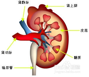 iga肾病发病病因是什么
