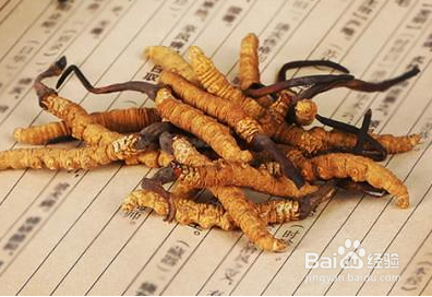 冬虫夏草的功效与作用及食用方法,全方位了解它