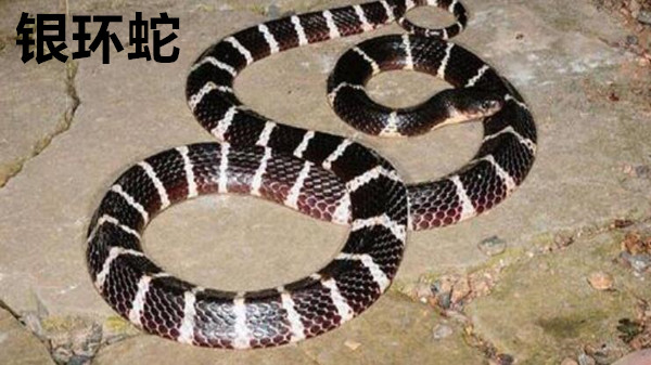 银环蛇有毒吗