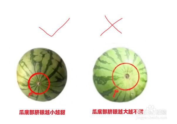 西瓜挑选技巧图解