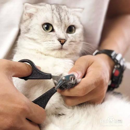 猫的趾甲怎么剪?剪多长?