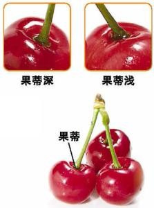 6招挑选好吃的樱桃赶紧学起来