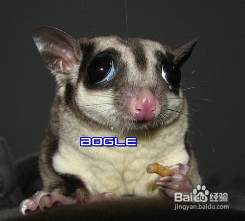 饲养蜜袋鼯一般给喂什么食物好?