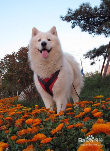 十大特征判断萨摩耶是否患病