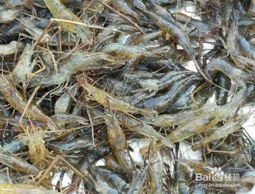 葱姜爆河虾怎么做更好吃更酥脆