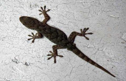 壁虎第一天晚上在一个开着门而通风的屋子里（不是房间）第二天早上会走么