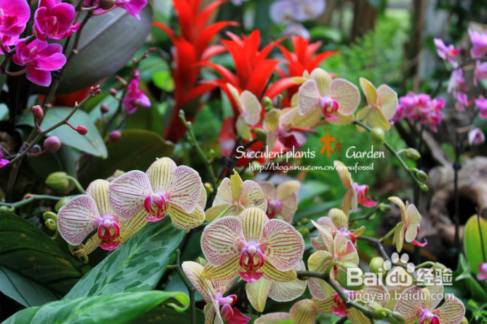 上海植物园（上）