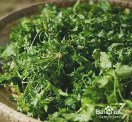 春天适合吃什么野菜