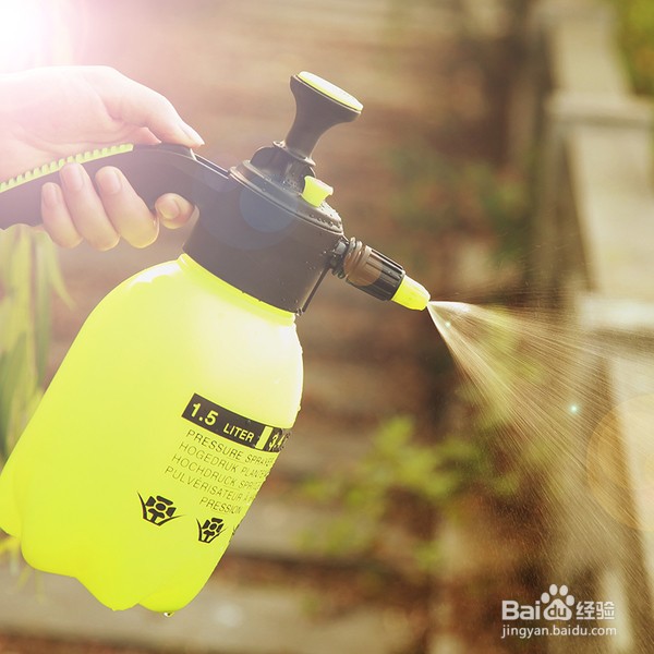 大岩桐花怎么养