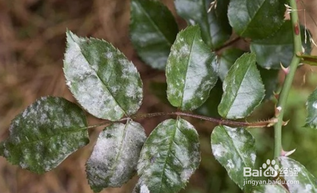 玫瑰花白粉病怎么治