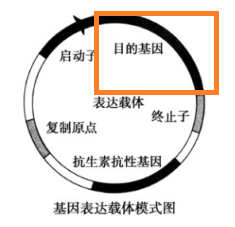 基因表达载体的构建方法是什么?