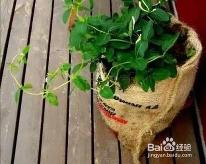 破麻袋 养花效果杠杠的 透气透水不再烂根 百度经验