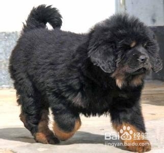 藏獒幼犬怎么补充营养?藏獒喂养注意事项