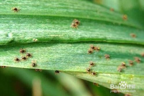 花长虫了怎么处理