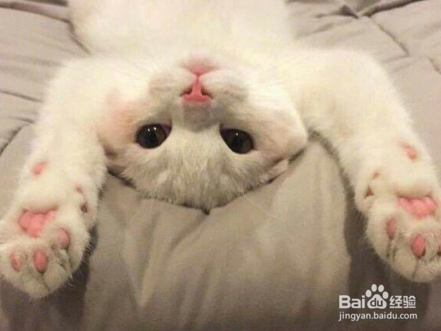 猫咪不吃猫粮是什么原因