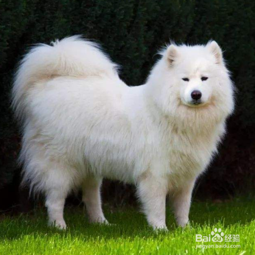 喂养萨摩耶幼犬应该注意些什么?