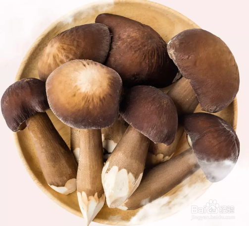 鸡枞菌怎么种植
