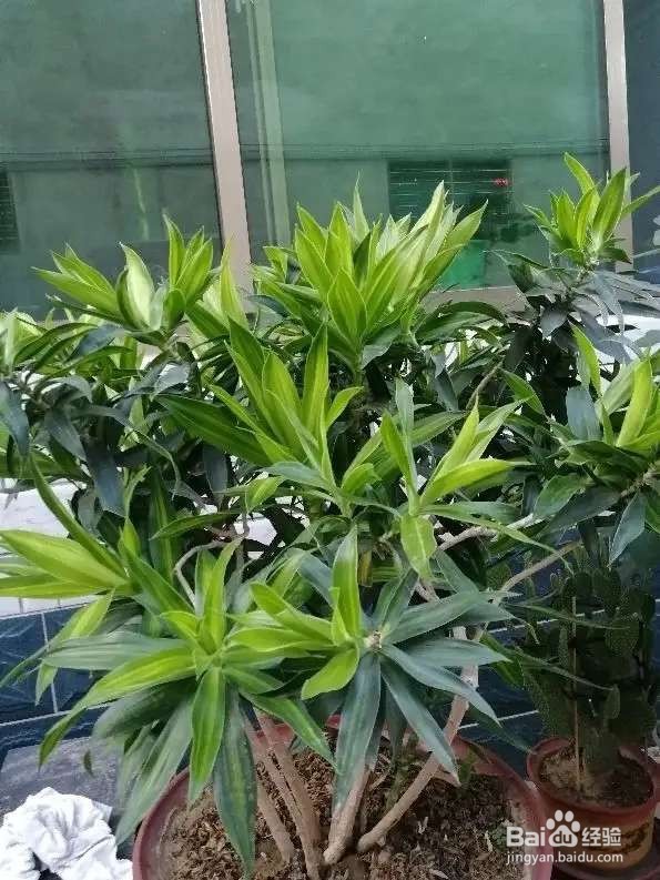 米兰浇点酸酸水，能开上千朵花，满屋子都是香味