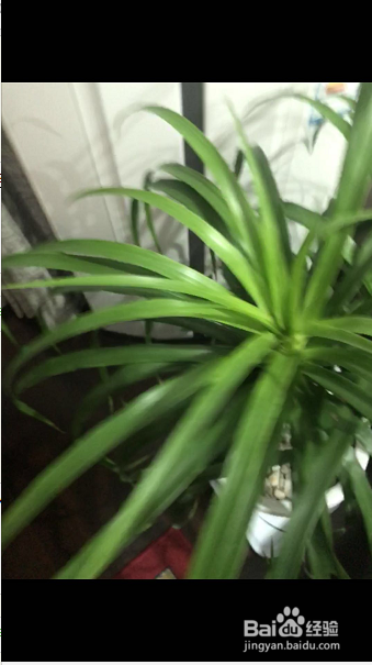 苹果live怎么发给别人