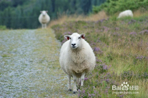 骨质疏松的食疗方法——当归羊肉汤