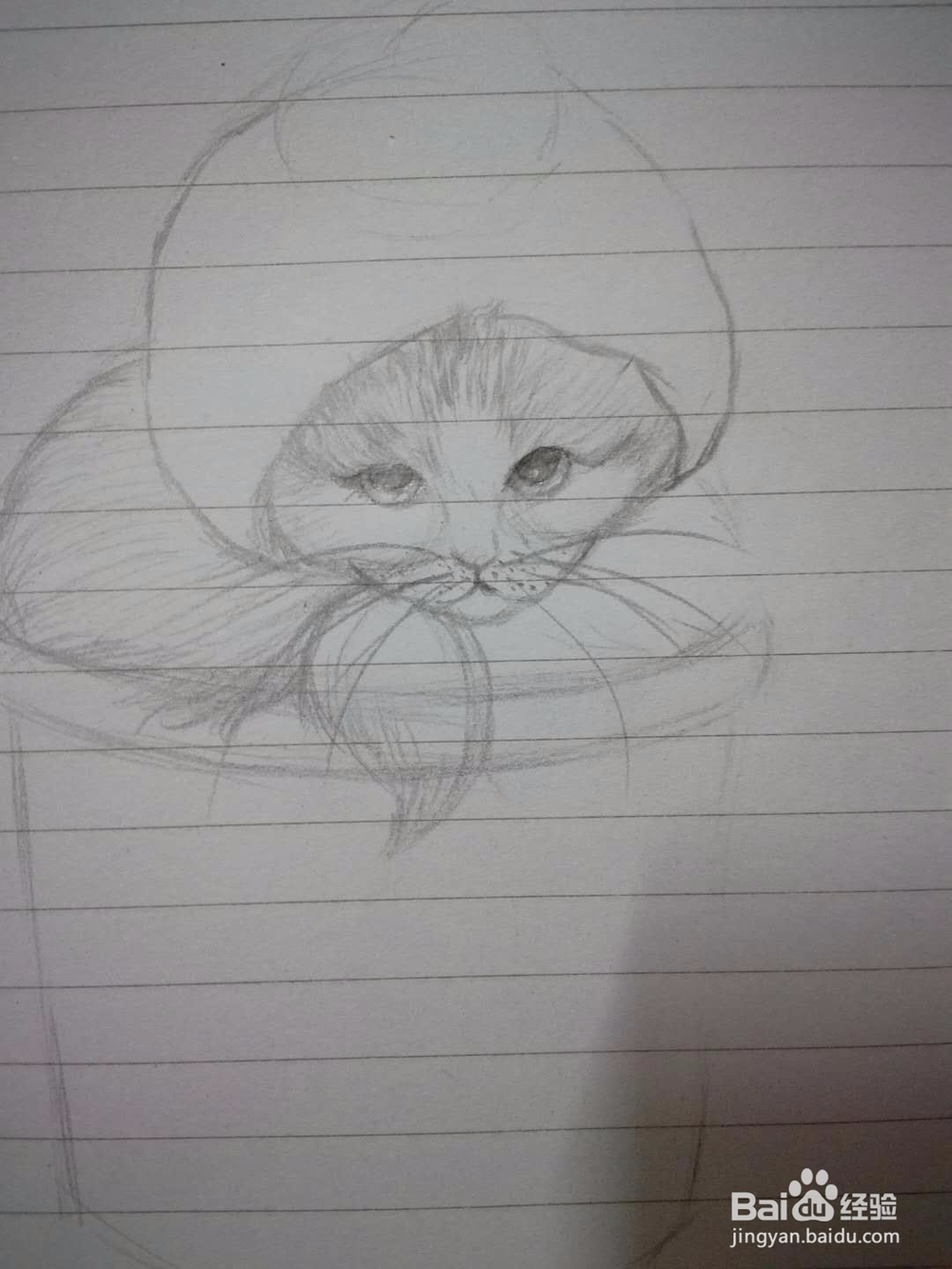 《猫咪盆载》手绘插画教程