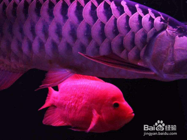 防止鹦鹉鱼打架的办法