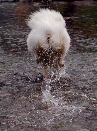 狗狗老放臭屁怎么办