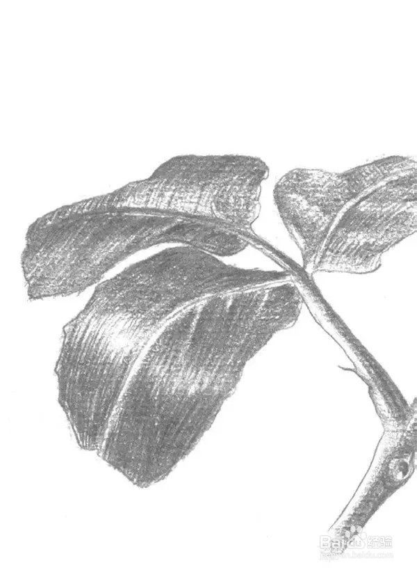 素描教程:一枝白玫瑰绘画技法