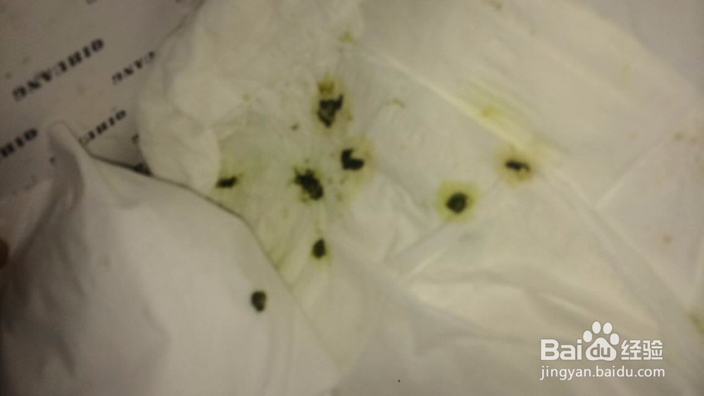 玄凤鹦鹉疾病--肠炎