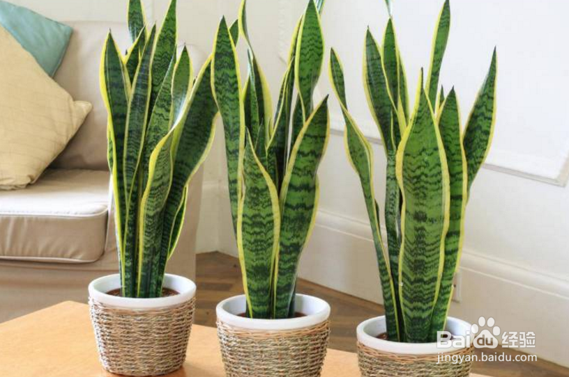 虎尾兰的养殖方法和注意事项